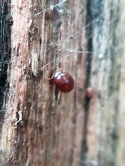 Clambidae