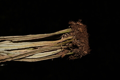 Pyrrosia costata