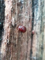 Clambidae