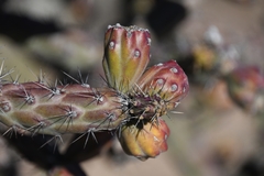 Cylindropuntia thurberi versicolor