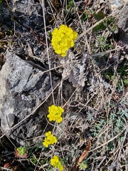 Alyssum montanum