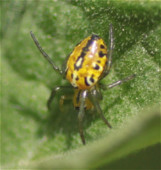 Alpaida variabilis