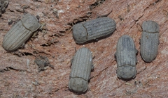 Sclerum armatum