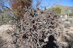 Cylindropuntia thurberi versicolor