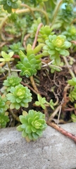 Sedum × luteoviride