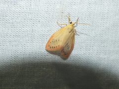 Miltochrista miniata