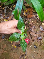 Ruellia coccinea