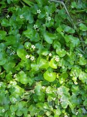 Caltha natans