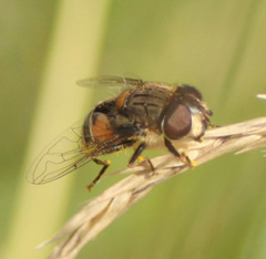 Eristalis bogotensis