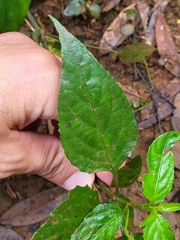 Ruellia coccinea