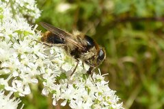 Cheilosia illustrata
