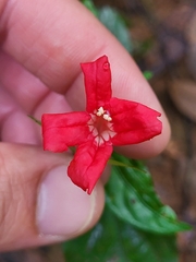 Ruellia coccinea