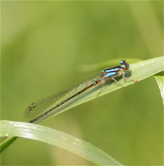 Mesamphiagrion