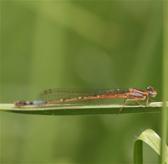 Mesamphiagrion