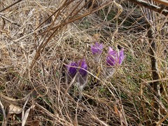 Pulsatilla grandis