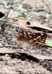 Lexias canescens