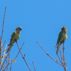 Eupsittula aurea