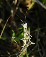 Apteromantis aptera