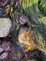 Macrocystis pyrifera