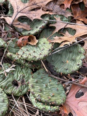 Opuntia cespitosa