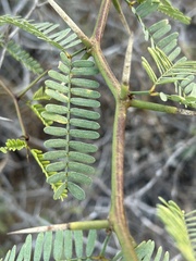 Prosopis articulata