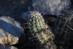 Echinocereus engelmannii fasciculatus