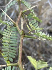 Prosopis articulata
