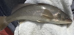 Menticirrhus americanus