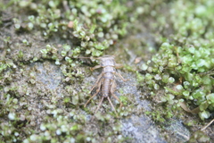 Perloidea