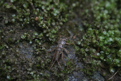 Perloidea