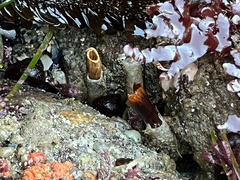 Eudistylia polymorpha