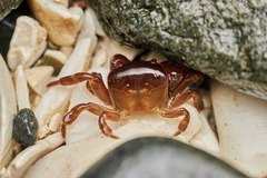 Cyclograpsus cinereus