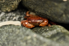 Cyclograpsus cinereus