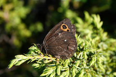 Erebia embla