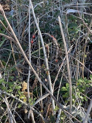 Erythrina herbacea