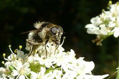 Cheilosia illustrata