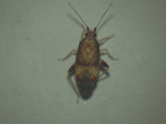 Pseudoloxops leopardalis