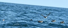 Puffinus subalaris