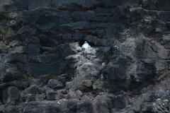 Phaethon aethereus mesonauta