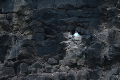 Phaethon aethereus mesonauta