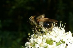 Cheilosia illustrata