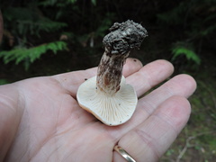 Gomphidius maculatus