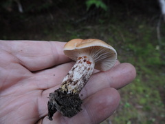 Gomphidius maculatus