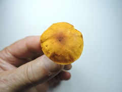 Gymnopilus bellulus