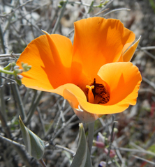 Calochortus kennedyi kennedyi