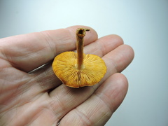 Gymnopilus bellulus