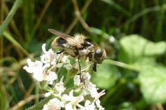 Cheilosia illustrata