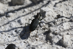 Cicindela haemorrhagica