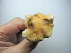 Hebeloma incarnatulum