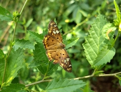 Coladenia indrani
